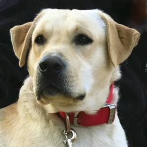 Meet your Posher, Rose